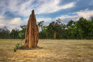 Large termite mound at Bramwell Junction Roadhouse