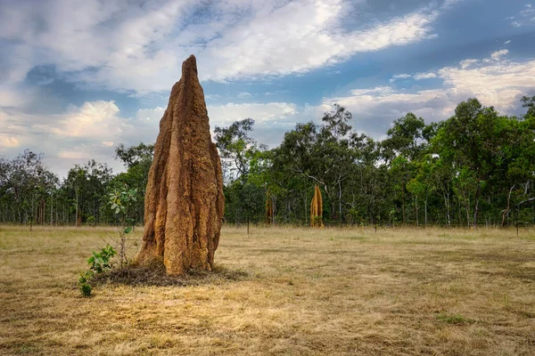 Large termite mound at Bramwell Junction Roadhouse