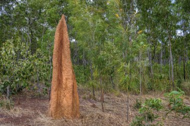 large termite mounds in North Queensland near Bramwell Junction