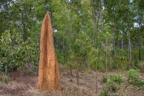 Large Termite Mounds North Queensland Bramwell Junction — Photo