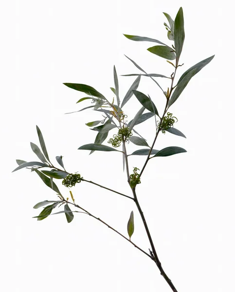 Gum Tree Leaves Eucalyptus White Background — Stock fotografie