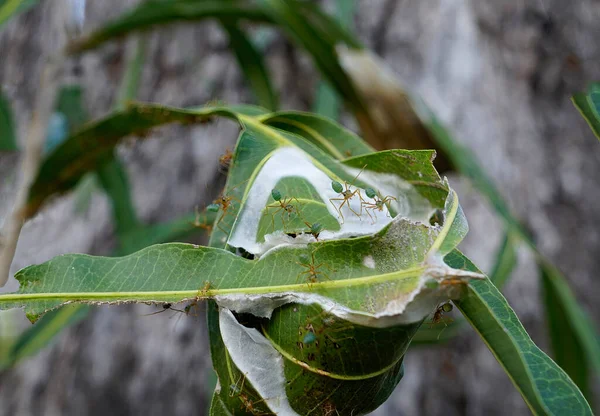 Green Tree Ants Nest Leaves Woven Together Silk Queensland Australia — Stock Photo, Image