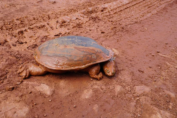 Eastern Long Necked Turtle Muddy Dirt Road Cape York Australia — Stock Photo, Image