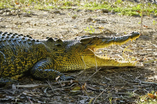 Crocodile Close View Taken Yellow Waters Kakadu National Park Northern — Stock Photo, Image