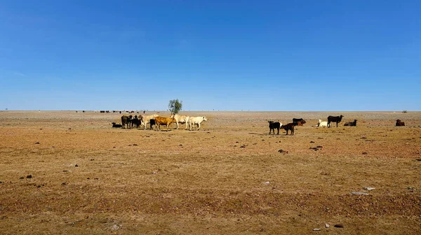 Herd of cattle grazing on arid land with sparse dry grass in outback Queensland with blue sky