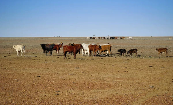 Herd Cattle Grazing Arid Land Sparse Dry Grass Outback Queensland — Foto Stock