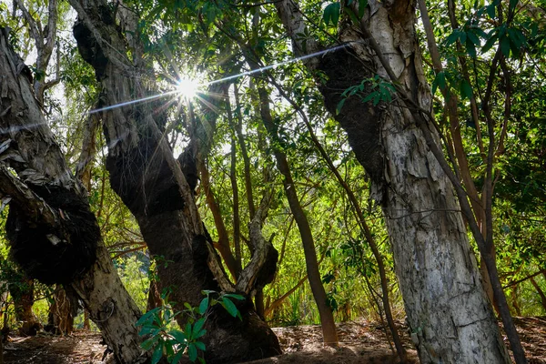 View Gum Trees Sun Rays Shining — Foto de Stock