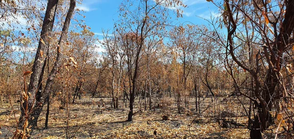산불이 오스트레일리아 황폐된 불에탄 고무나무들 — 스톡 사진