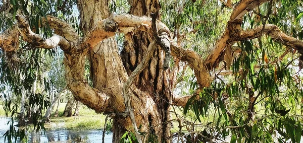 Close Tree Bark Gum Tree — Stockfoto