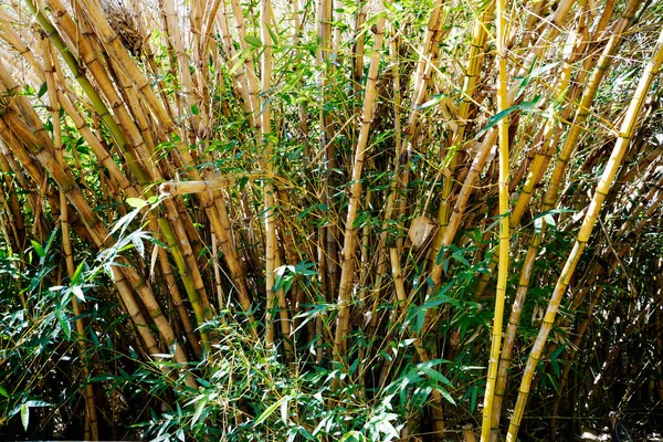 Żółty Bambus Wynika Naturalnego Tła Rośliny — Zdjęcie stockowe