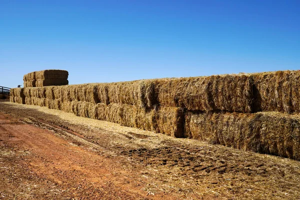 Squared Hay Balls Stacked Ready Feeding Cattle — Stock Photo, Image