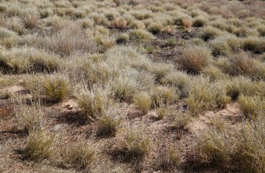 Barkly Otoyolu Avustralya taşrada kurak bir bölge.