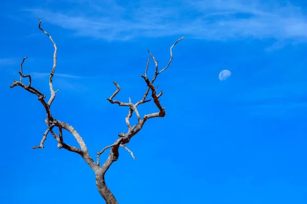 Ένα Νεκρό Δέντρο Φόντο Τον Γαλάζιο Ουρανό Και Πανσέληνο — Φωτογραφία Αρχείου