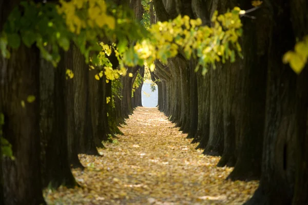 Túnel das árvores — Fotografia de Stock