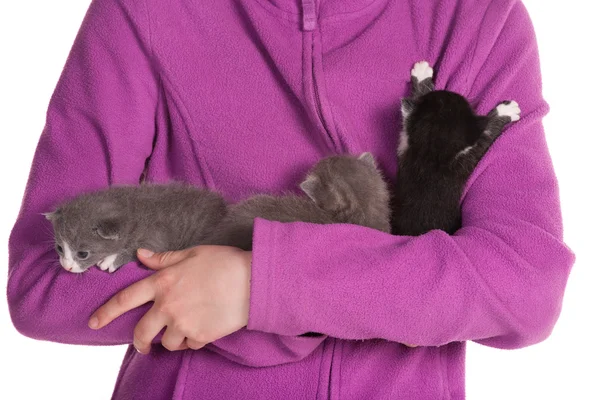 3 baby katten — Stockfoto