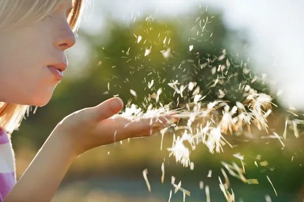 Dente di leone che soffia — Foto Stock