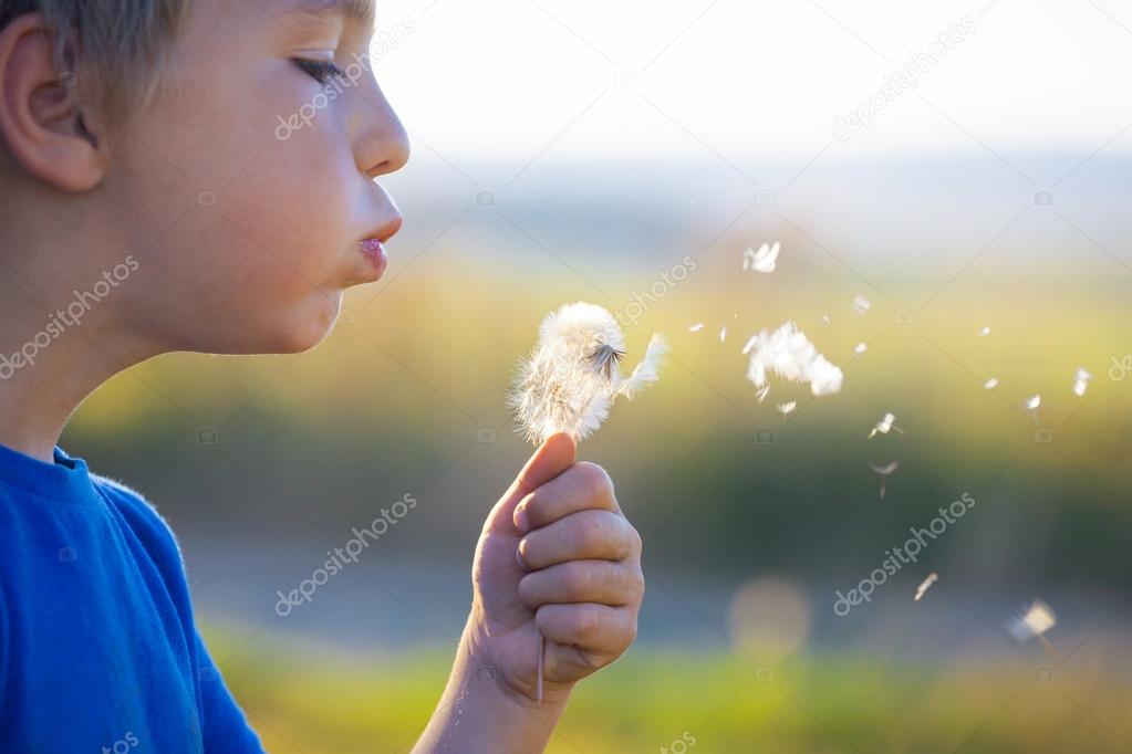 Dandelion blowing