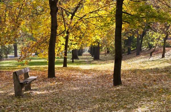 Autumn in the park — Stock Photo, Image