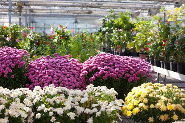 Kwekerij tuin — Stockfoto