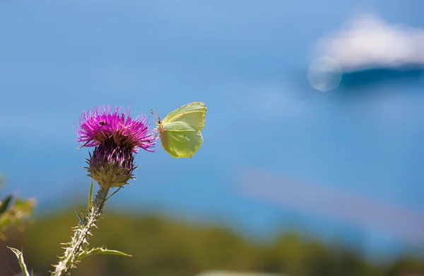 Motýl na pcháči — Stock fotografie