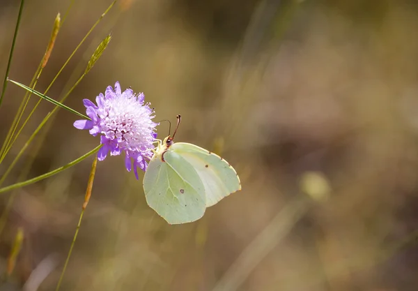 Cytryny motyl — Zdjęcie stockowe