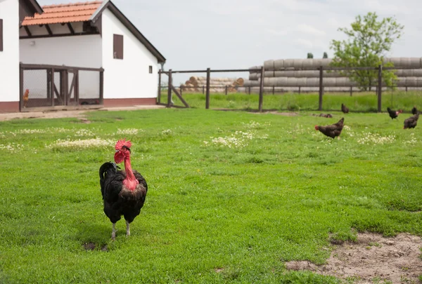 Hühner auf Geflügelhof — Stockfoto