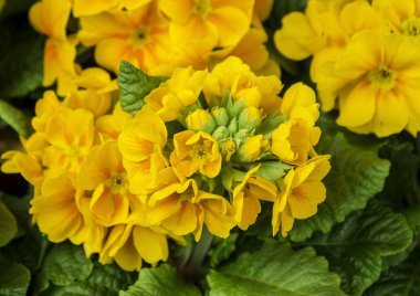 güzel sarı çuha çiçeği