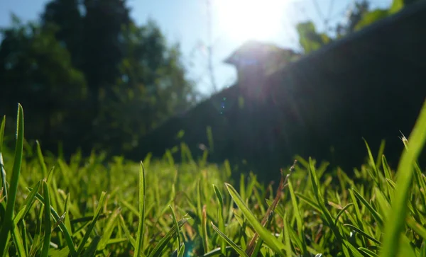 Gras in de tuin — Stockfoto