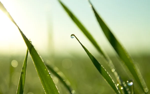 Dauw op een grassprietje — Stockfoto