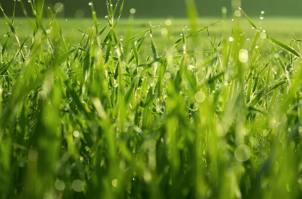 Dew on grass — Stock Photo, Image