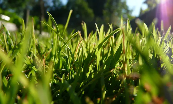 Hierba de verano — Foto de Stock