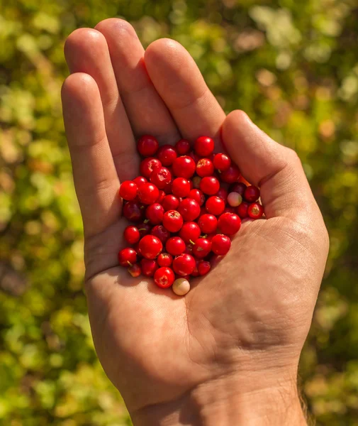 Bayas rojas en mano —  Fotos de Stock