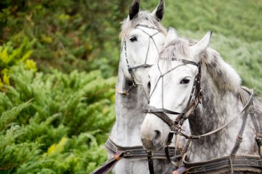 Gri ata eşleşen çifti