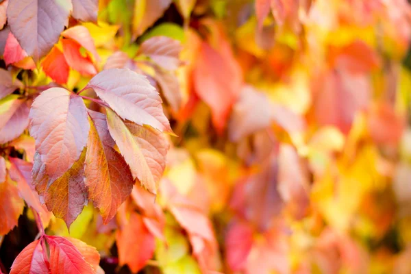Fond d'automne ou d'automne coloré — Photo