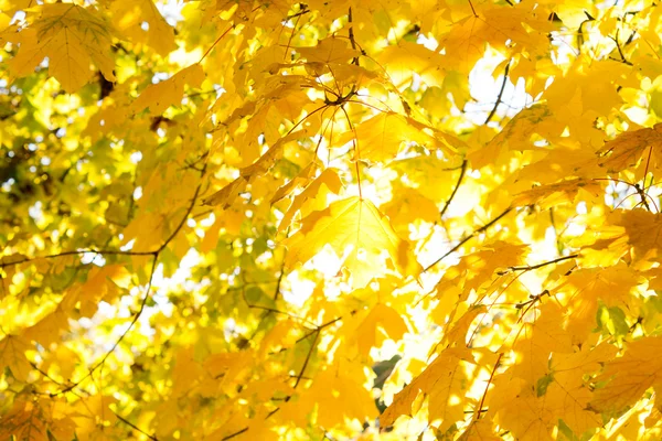 Herbstblätter gegen die Sonne — Stockfoto