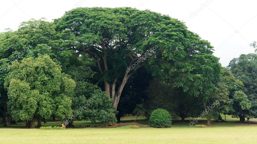 Schattenbaum Garten Baume Fur Jede Grundstucks 2019 12 24