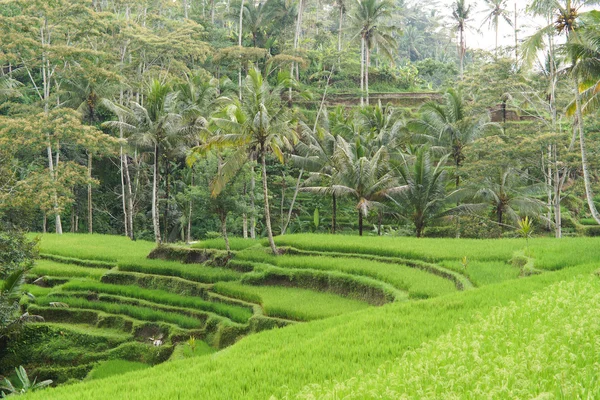 Entorno tropical con terrazas de arroz —  Fotos de Stock