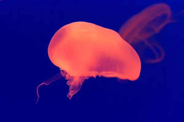 Nagy színes narancssárga medúza — Stock Fotó