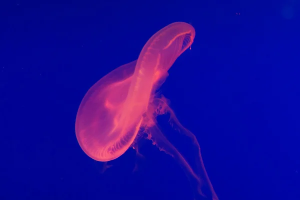 Irizáló rózsaszín medúza — Stock Fotó