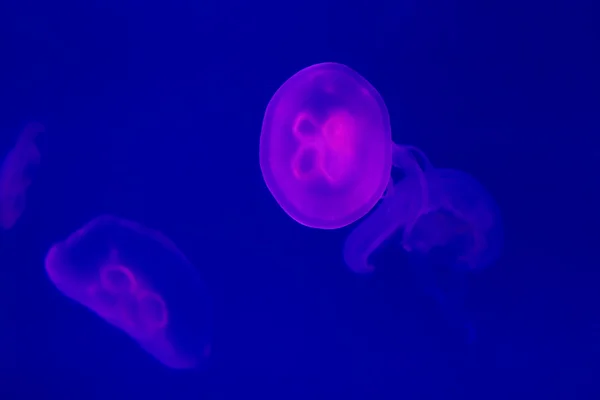 Růžové medúzy, plavání pod vodou — Stock fotografie