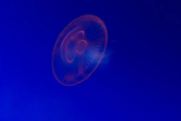 Medusas nadando bajo el agua — Foto de Stock