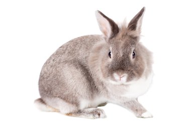 meraklı küçük Paskalya bunny tavşan