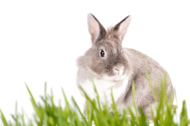 Bahar çayır üzerinde güzel Paskalya tavşanı