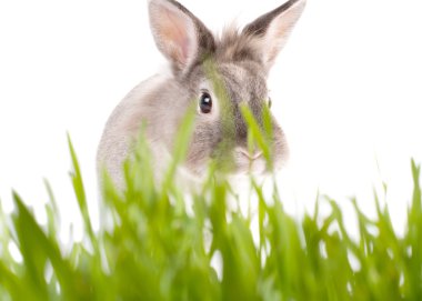 sevimli küçük Paskalya tavşanı taze yeşil çimenlerin üzerinde