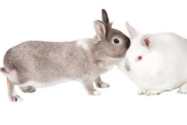 Pequeños compañeros de conejo adorables — Foto de Stock