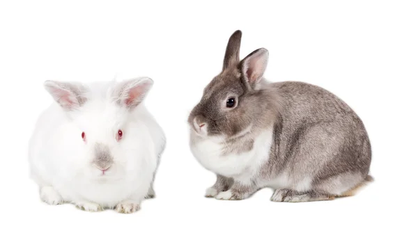 Two cute fluffy Easter bunnies — Stock Photo, Image