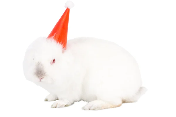 Conejito de Pascua festivo en un sombrero de fiesta — Foto de Stock