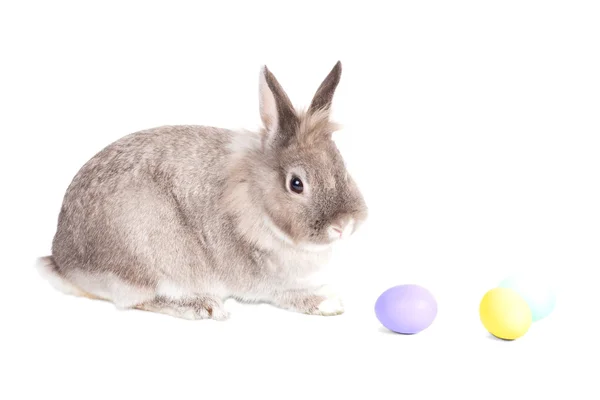 Pequeño conejito con huevos de Pascua — Foto de Stock