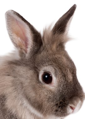 Head portrait of a beautiful rabbit clipart