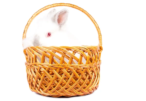 Little rabbit peering over a basket — Stock Photo, Image